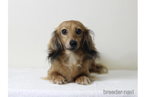 販売中のカニンヘンダックスフンド(ロングヘアード)の親犬